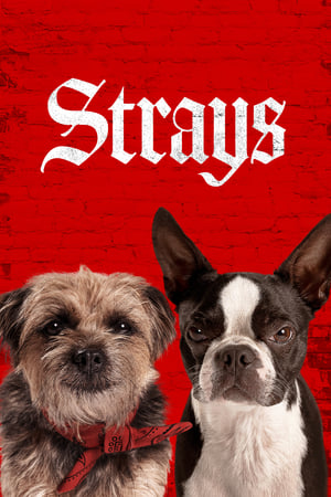 Strays (2023) Hindi Dual Audio HDRip | Hindi Dubbed Movie – 480p
